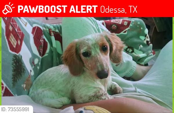 Lost Female Dog last seen W Ruidoso Drive, Odessa, TX 79763
