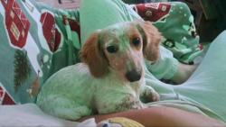 Lost Female Dog last seen W Ruidoso Drive, Odessa, TX 79763