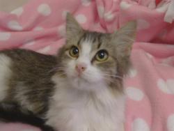 Shelter Stray Female Cat last seen KINGS WAY/MARCONI AVE, 95821, 3839 Bradshaw Rd, Sacramento, CA 95827, USA