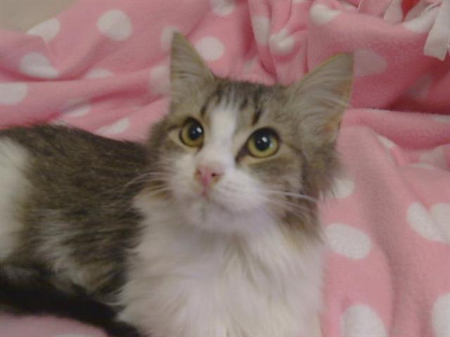 Shelter Stray Female Cat last seen KINGS WAY/MARCONI AVE, 95821, 3839 Bradshaw Rd, Sacramento, CA 95827, USA