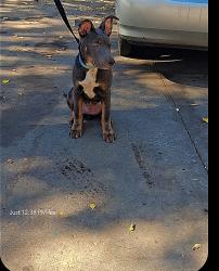 Lost Male Dog last seen Near Oliver Ave n, Minneapolis, MN 55411
