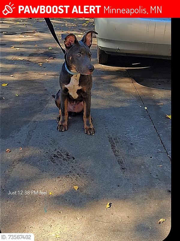 Lost Male Dog last seen Near Oliver Ave n, Minneapolis, MN 55411