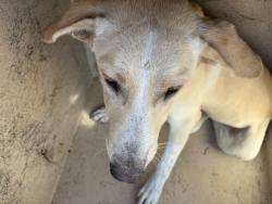 Shelter Stray Male Dog last seen Near BLOCK SW 18TH ST, 2811 SE 29th St, Oklahoma City, OK 73129, USA