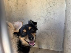 Shelter Stray Male Dog last seen Near BLOCK GENERAL PERSHING BLVD, 2811 SE 29th St, Oklahoma City, OK 73129, USA