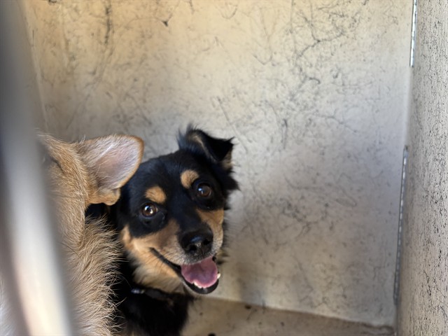 Shelter Stray Male Dog last seen Near BLOCK GENERAL PERSHING BLVD, 2811 SE 29th St, Oklahoma City, OK 73129, USA