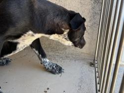 Shelter Stray Female Dog last seen Near BLOCK GENERAL PERSHING BLVD, 2811 SE 29th St, Oklahoma City, OK 73129, USA
