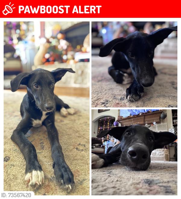 Lost Male Dog last seen On 4077 near 2451 and 3094, Kaufman County, TX 75158