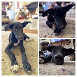 Lost Male Dog last seen On 4077 near 2451 and 3094, Kaufman County, TX 75158