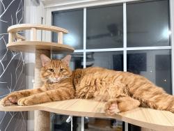 Lost Male Cat last seen Woodland Ave and Rockwood Ave, Burlington, NC 27215