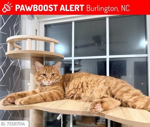 Lost Male Cat last seen Woodland Ave and Rockwood Ave, Burlington, NC 27215