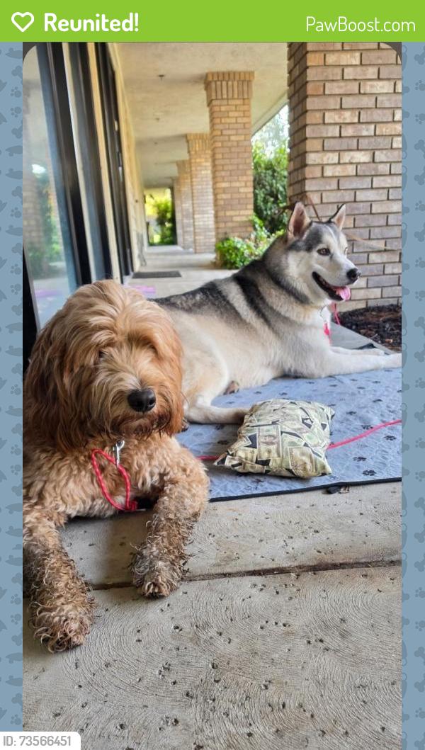 Reunited Unknown Dog last seen Fresno bullard, Fresno, CA 93722