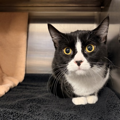 Shelter Stray Female Cat last seen Lodi, Madison 1, City of, WI, 5132 Voges Rd, Madison, WI 53718, USA