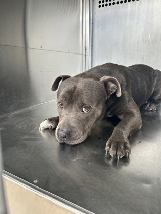 Shelter Stray Male Dog last seen Near McCart Ave, South District, TX, 355 Hillshire Dr, Haslet, TX 76052, USA