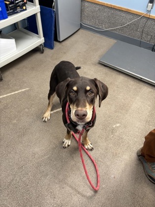 Shelter Stray Female Dog last seen Highland Dell Drive, Benton County, OR, 398 SW Twin Oaks Cir, Corvallis, OR 97333, USA