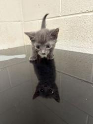 Shelter Stray Male Cat last seen Near Deery St, Knox County GP, TN, 3201 Division St, Knoxville, TN 37919, USA