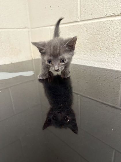 Shelter Stray Male Cat last seen Near Deery St, Knox County GP, TN, 3201 Division St, Knoxville, TN 37919, USA