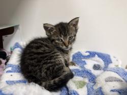 Shelter Stray Female Cat last seen Adrain Mi, Michigan, OH, 827 Illinois Ave, Maumee, OH 43537, USA