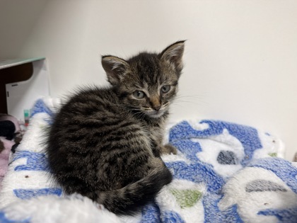 Shelter Stray Female Cat last seen Adrain Mi, Michigan, OH, 827 Illinois Ave, Maumee, OH 43537, USA