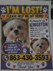 Reunited Male Dog last seen Hunters Grove, Lakeland, FL 33810