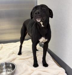 Shelter Stray Female Dog last seen HSSM Property, HSSM Property, MS, 2615 25th Ave, Gulfport, MS 39501, USA