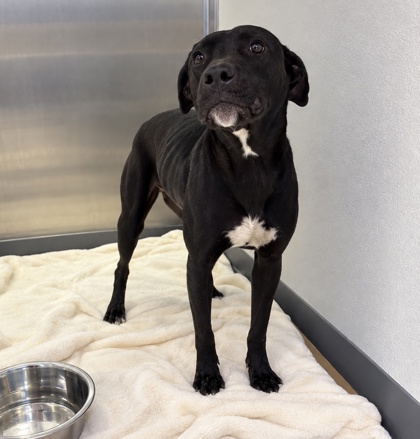 Shelter Stray Female Dog last seen HSSM Property, HSSM Property, MS, 2615 25th Ave, Gulfport, MS 39501, USA