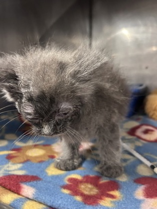 Shelter Stray Female Cat last seen West Craven Middle School Road, Vanceboro, NC, 1639 Old Airport Rd, New Bern, NC 28562, USA