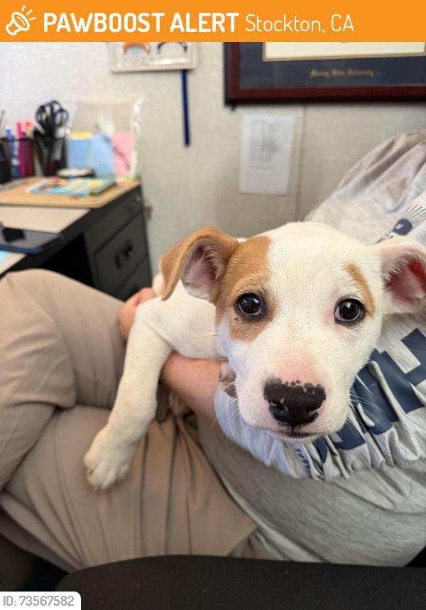 Found/Stray Female Dog last seen Kipp, Stockton, CA 95206