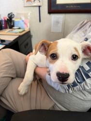 Found/Stray Female Dog last seen Kipp, Stockton, CA 95206