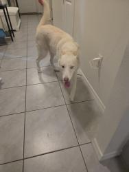 Reunited Male Dog last seen Lake diamond north community, Silver Springs Shores, FL 34472