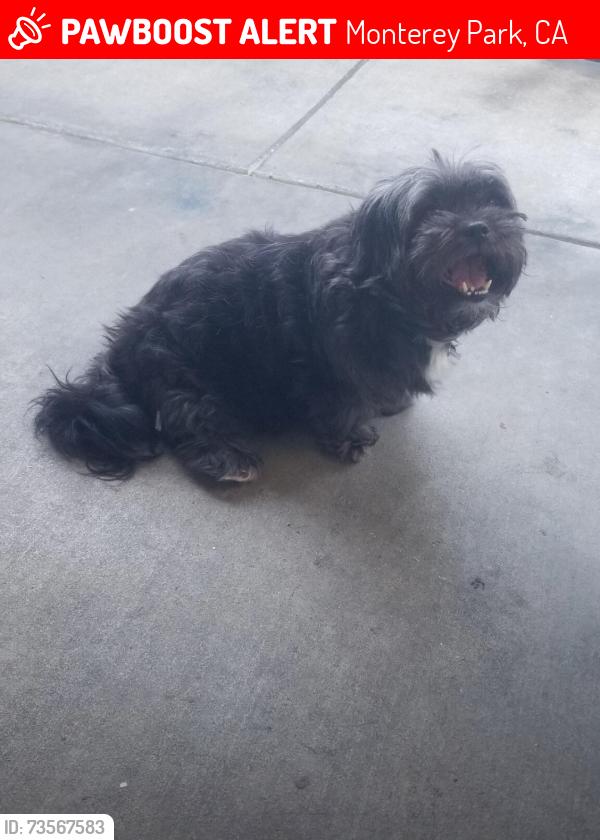 Lost Female Dog last seen Garfield Ave and Elmgate st, Monterey Park, CA 91754