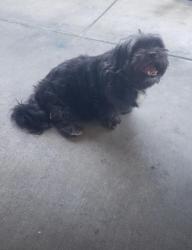 Lost Female Dog last seen Garfield Ave and Elmgate st, Monterey Park, CA 91754