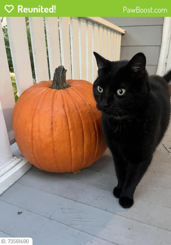 Reunited Male Cat last seen Near Oak St, Oakland, CA, Oakland, CA 94607