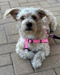 Shelter Stray Female Dog last seen Near Hibbs Lane, MANOR, TX, 78653, 7201 Levander Loop bldg a, Austin, TX 78702, USA
