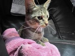 Shelter Stray Male Cat last seen Apt 29,13604 Caldwell Drive, AUSTIN, TX, 78750, 7201 Levander Loop bldg a, Austin, TX 78702, USA