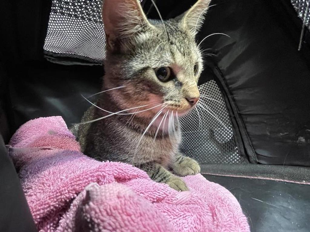 Shelter Stray Male Cat last seen Apt 29,13604 Caldwell Drive, AUSTIN, TX, 78750, 7201 Levander Loop bldg a, Austin, TX 78702, USA