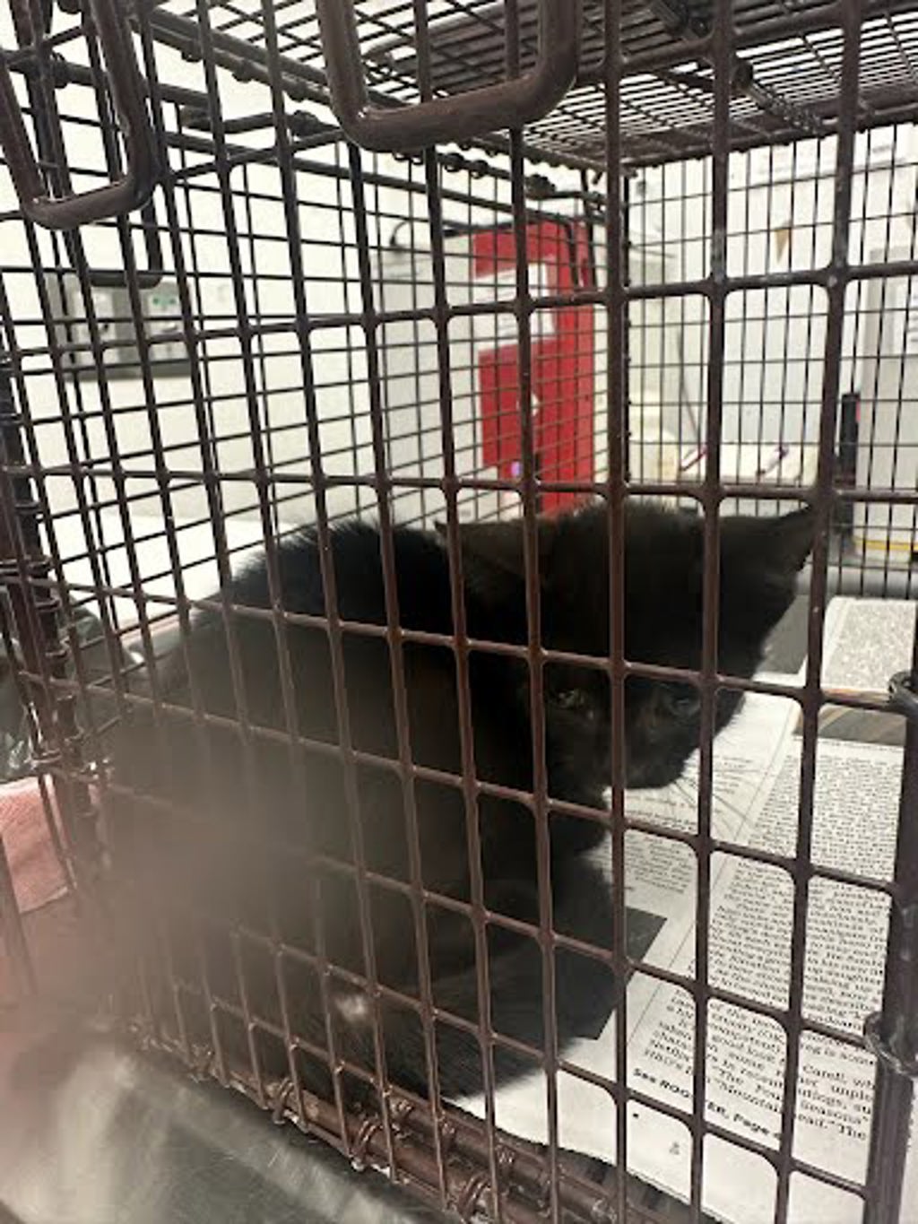 Shelter Stray Female Cat last seen Near Elroy Road, DEL VALLE, TX, 78617, 7201 Levander Loop bldg a, Austin, TX 78702, USA