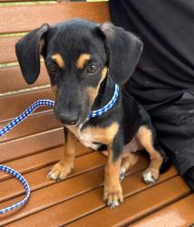 Shelter Stray Female Dog last seen Pearce Ln and Ross Rd, DEL VALLE, TX, 78617, 7201 Levander Loop bldg a, Austin, TX 78702, USA