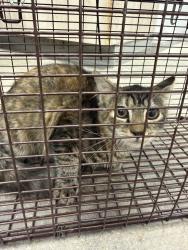 Shelter Stray Female Cat last seen Apt 8,721 Lebesque Road, LAFAYETTE, LA, 70507, 410 Dugas Rd, Lafayette, LA 70507, USA