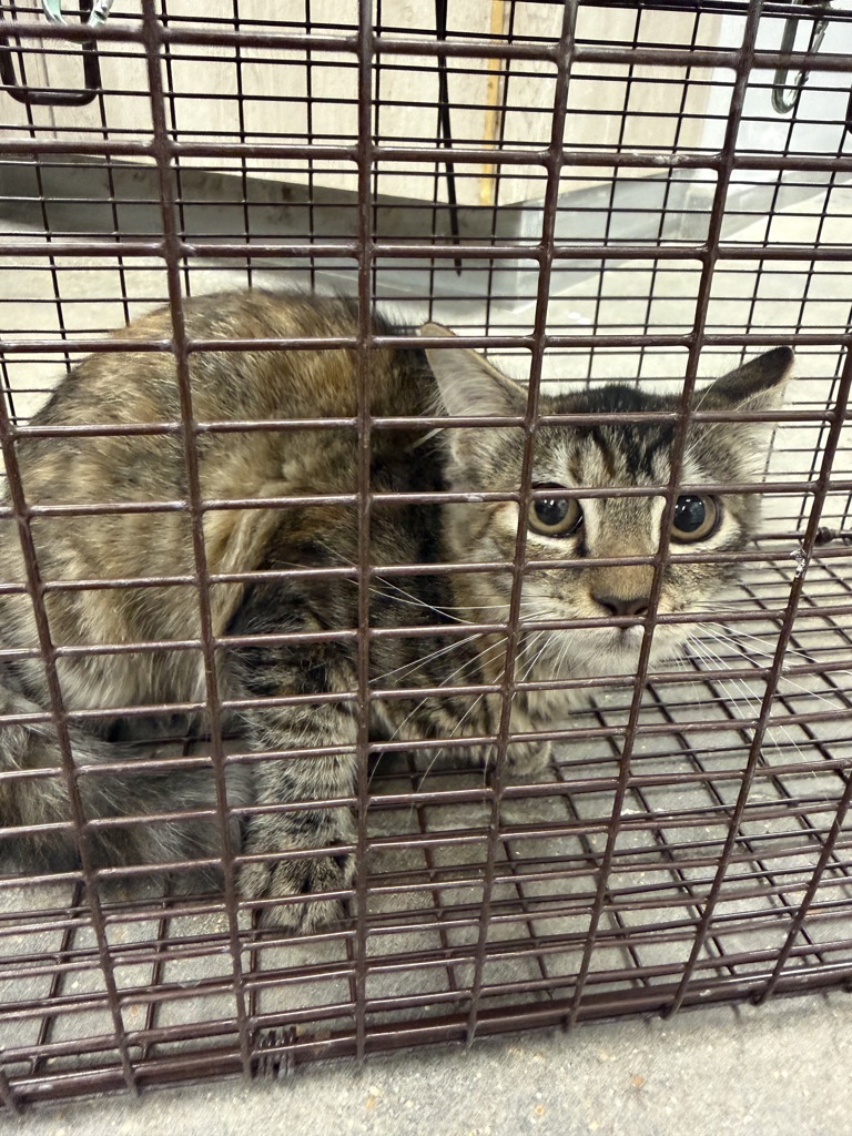 Shelter Stray Female Cat last seen Apt 8,721 Lebesque Road, LAFAYETTE, LA, 70507, 410 Dugas Rd, Lafayette, LA 70507, USA