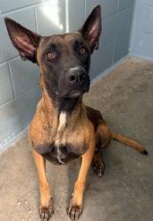 Shelter Stray Male Dog last seen Near Inwood Street, LAFAYETTE, LA, 70507, 410 Dugas Rd, Lafayette, LA 70507, USA