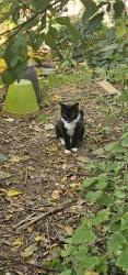 Found/Stray Male Cat last seen Leslie St between Rutledge and 1st Ave, East Orange, NJ 07017