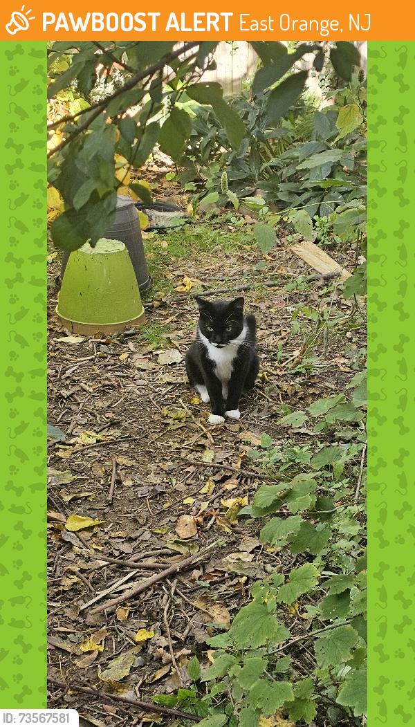 Found/Stray Male Cat last seen Leslie St between Rutledge and 1st Ave, East Orange, NJ 07017