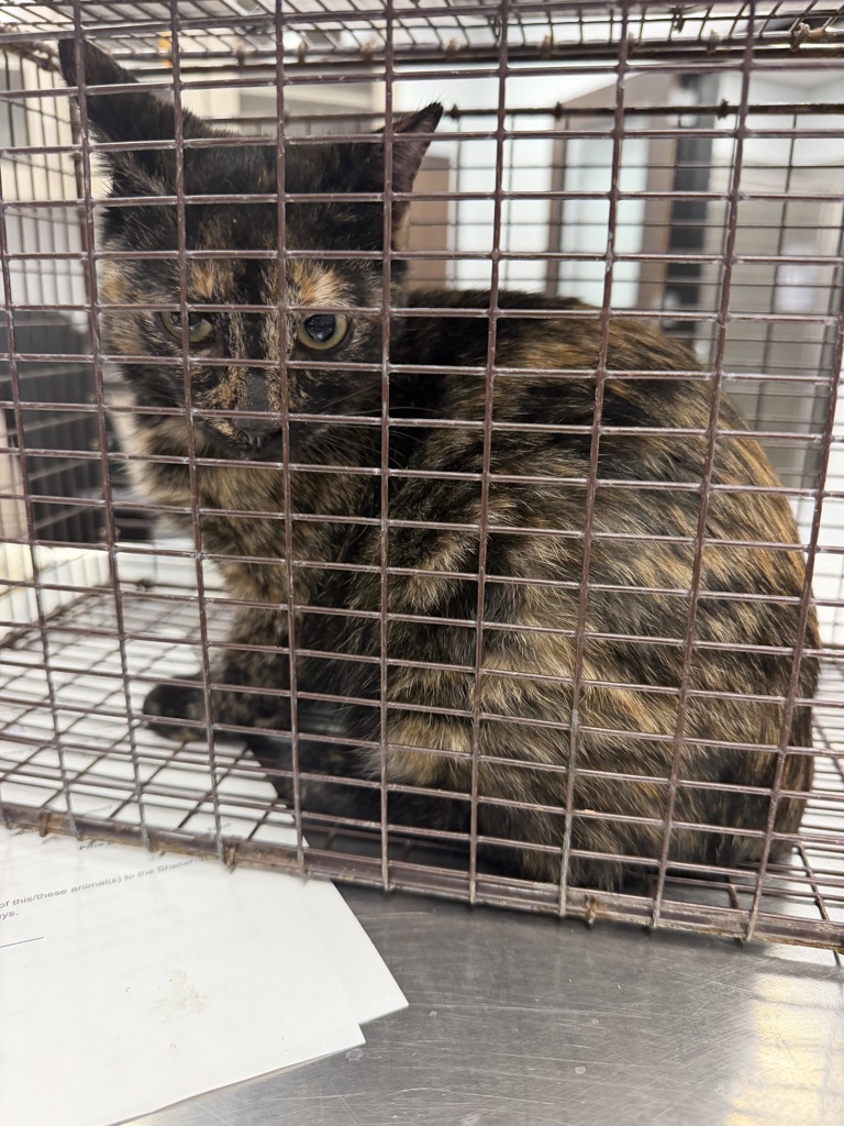 Shelter Stray Female Cat last seen Near 1/2 Fallis Road, LAFAYETTE, LA, 70507, 410 Dugas Rd, Lafayette, LA 70507, USA