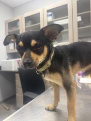 Shelter Stray Male Dog last seen Near Bradford Drive, CARENCRO, LA, 70520, 410 Dugas Rd, Lafayette, LA 70507, USA