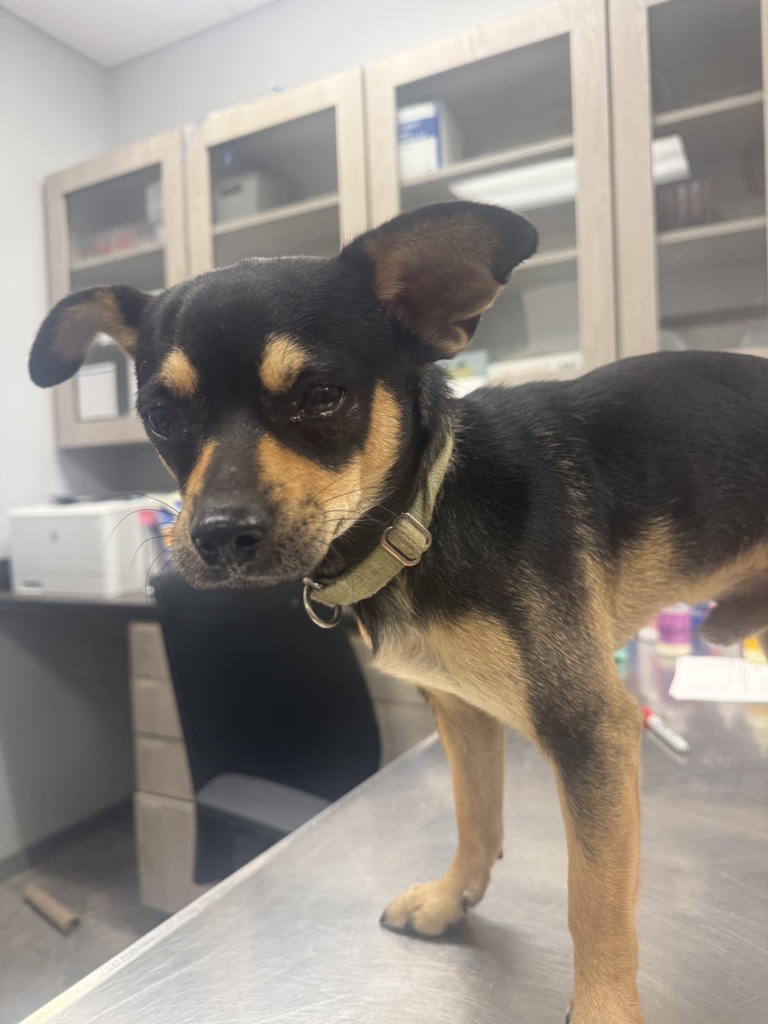 Shelter Stray Male Dog last seen Near Bradford Drive, CARENCRO, LA, 70520, 410 Dugas Rd, Lafayette, LA 70507, USA
