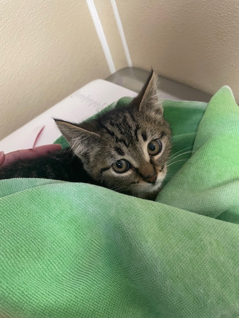 Shelter Stray Female Cat last seen Near NE 144th Avenue, LA CENTER, WA, 98629, 1100 NE 192nd Ave, Vancouver, WA 98684, USA