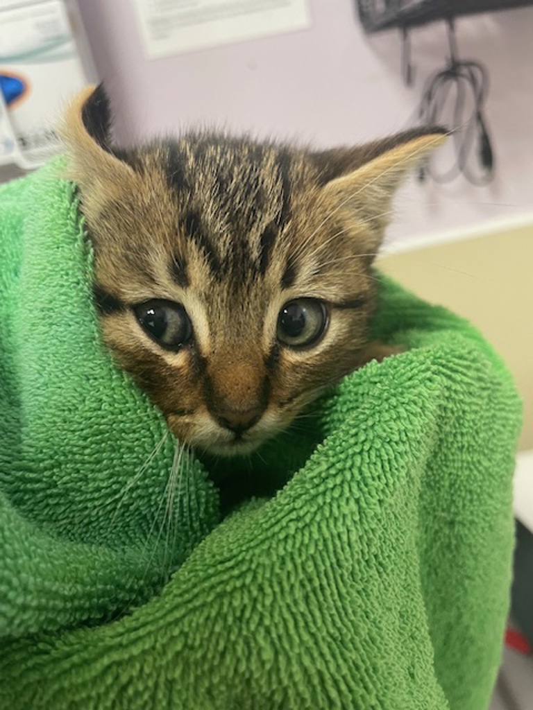 Shelter Stray Female Cat last seen Near NE 144th Avenue, LA CENTER, WA, 98629, 1100 NE 192nd Ave, Vancouver, WA 98684, USA