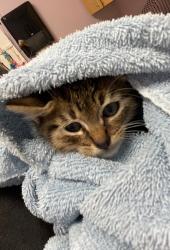 Shelter Stray Male Cat last seen Near NE 144th Avenue, LA CENTER, WA, 98629, 1100 NE 192nd Ave, Vancouver, WA 98684, USA