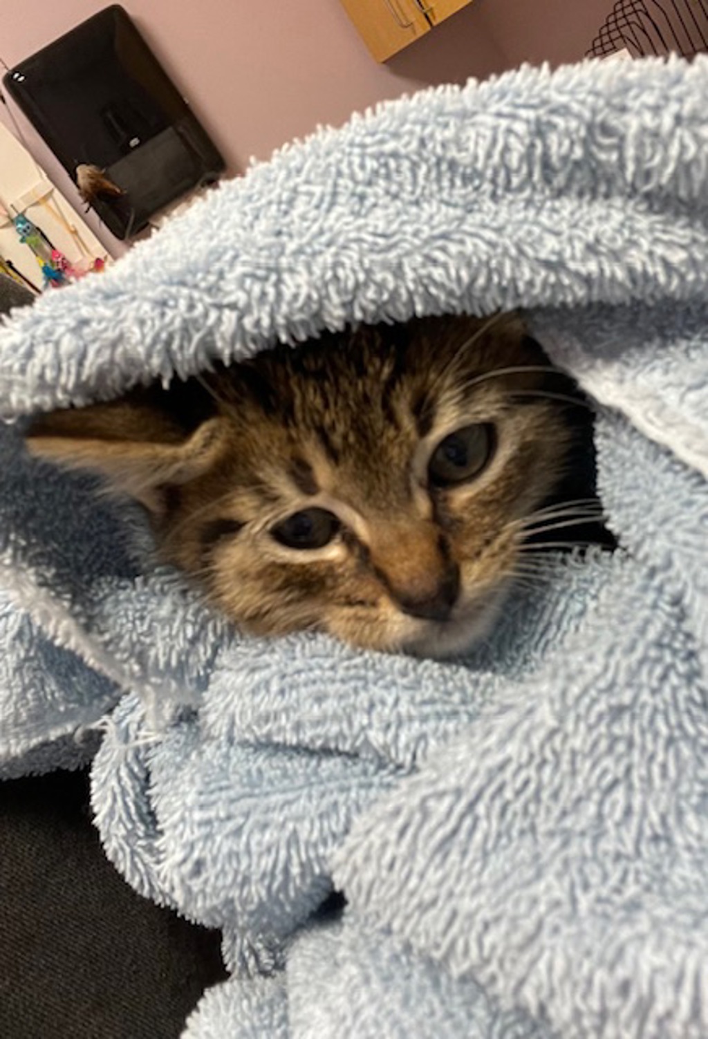 Shelter Stray Male Cat last seen Near NE 144th Avenue, LA CENTER, WA, 98629, 1100 NE 192nd Ave, Vancouver, WA 98684, USA