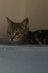 Shelter Stray Female Cat last seen Near NE 144th Avenue, LA CENTER, WA, 98629, 1100 NE 192nd Ave, Vancouver, WA 98684, USA